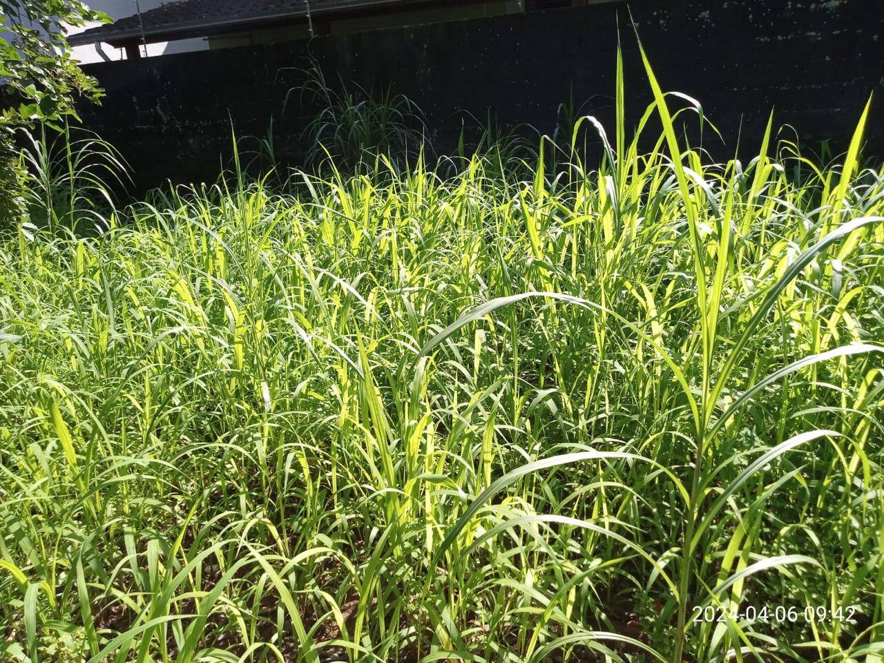 Terreno, 336 m² - Foto 8