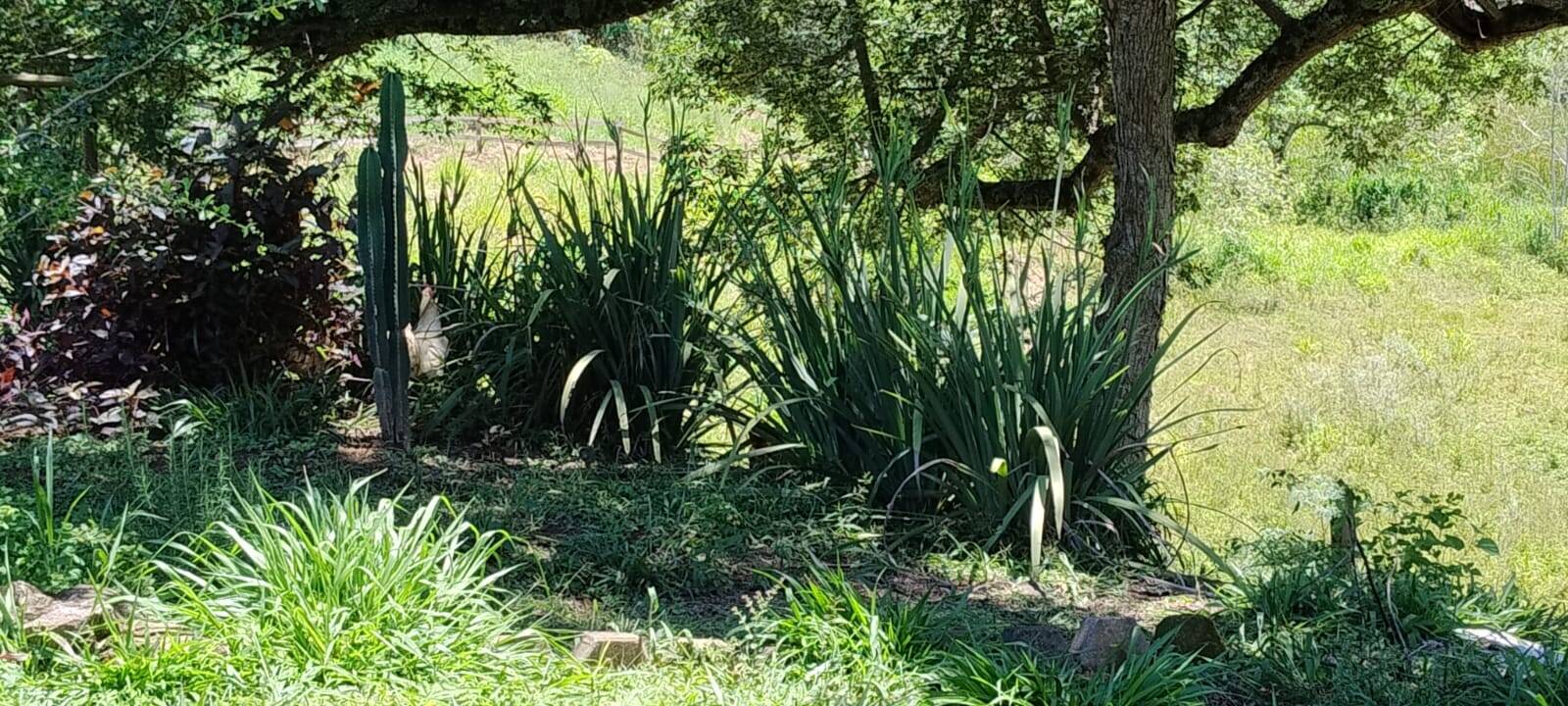 Chácara, 2 quartos, 1 hectares - Foto 20