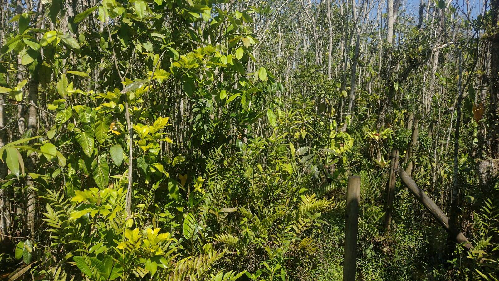 Terreno, 360 m² - Foto 5