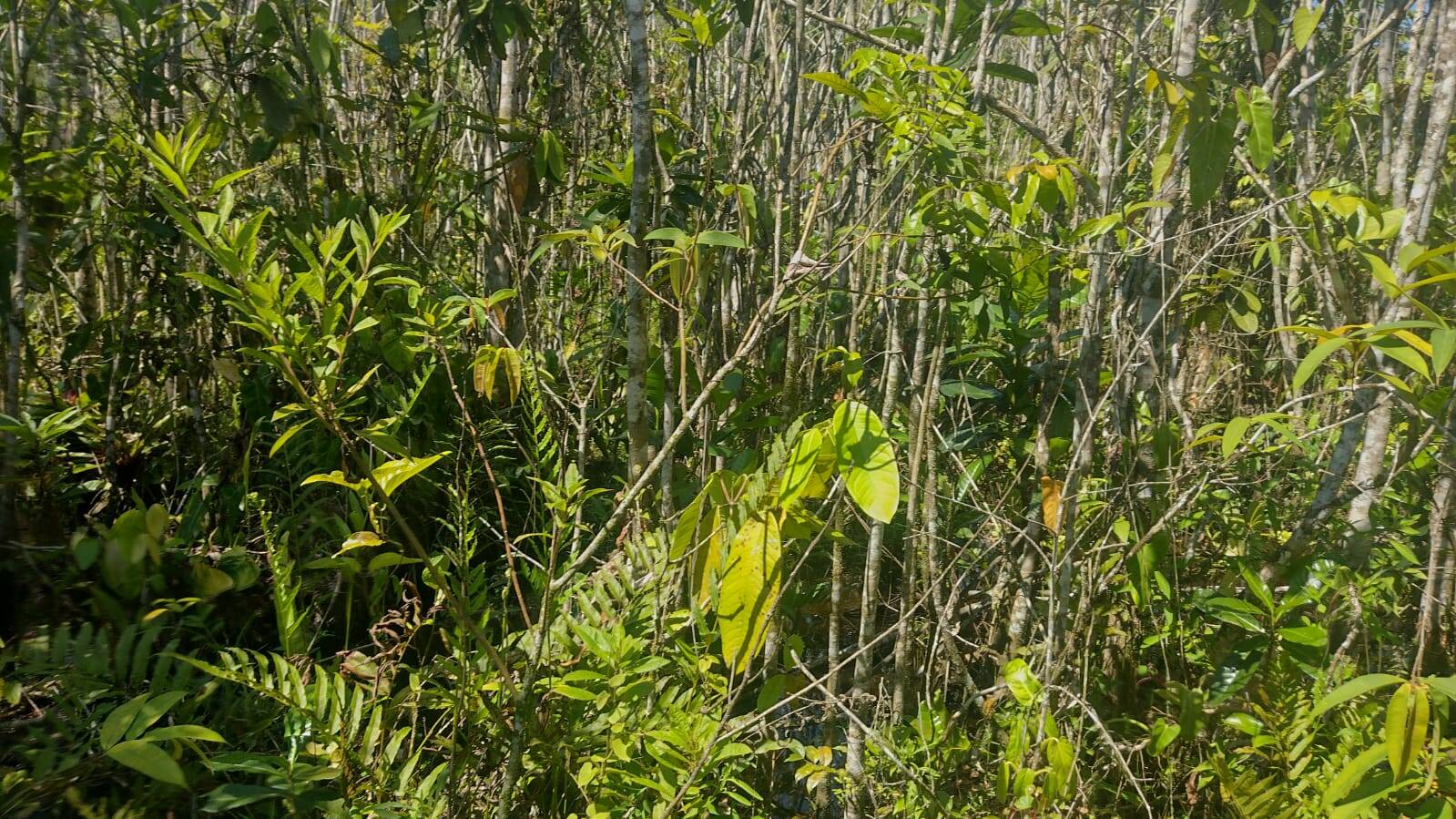 Terreno, 360 m² - Foto 6