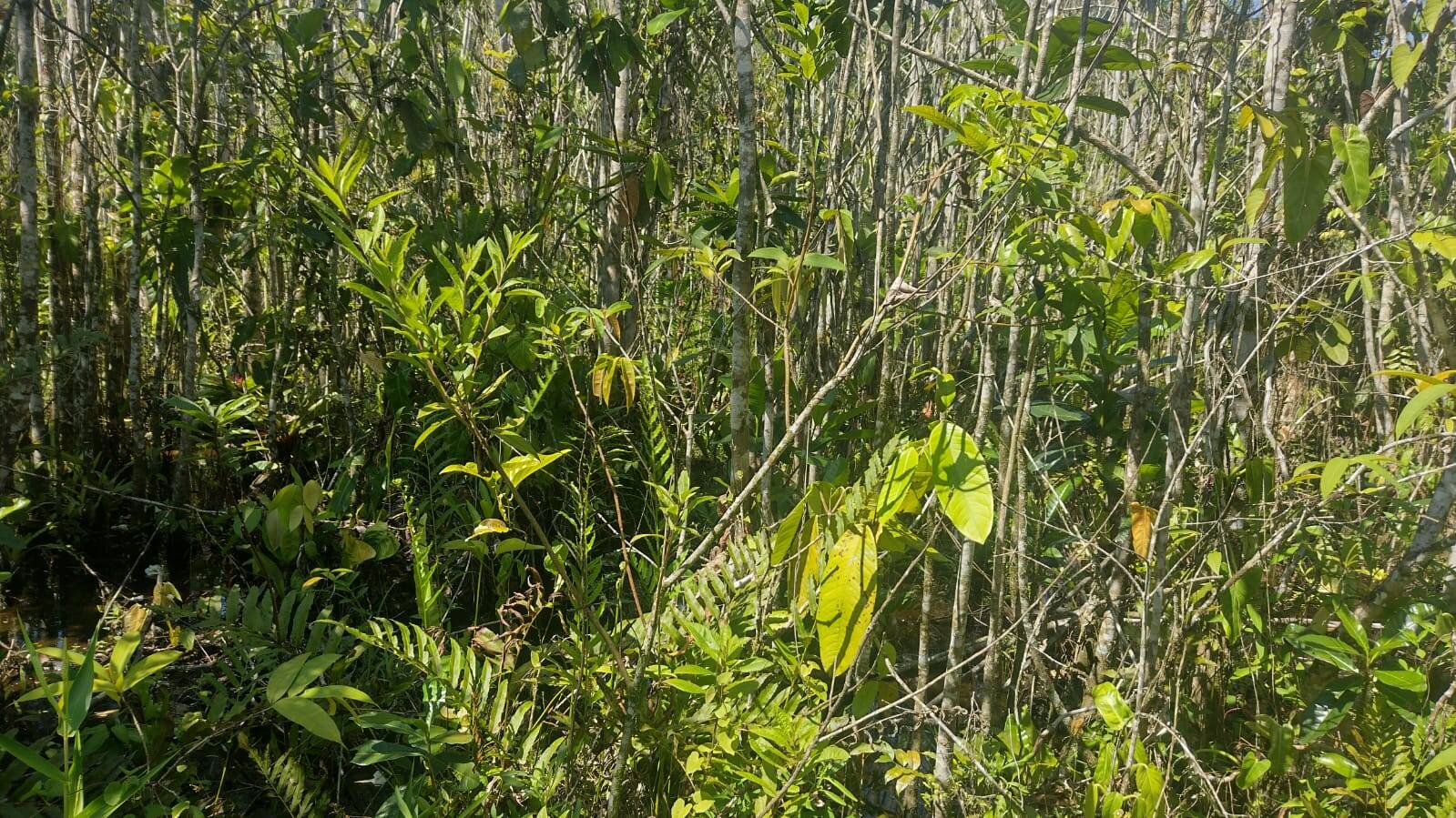 Terreno, 360 m² - Foto 7