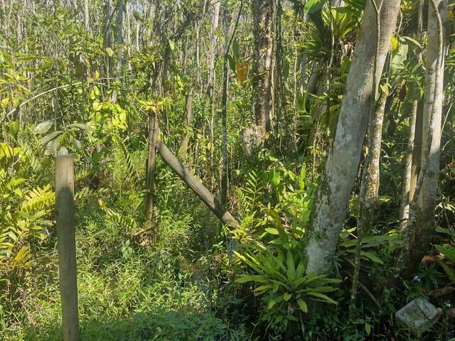 #TE6005 - Área para Venda em Ubatuba - SP - 2