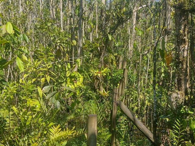 #TE6005 - Área para Venda em Ubatuba - SP - 1