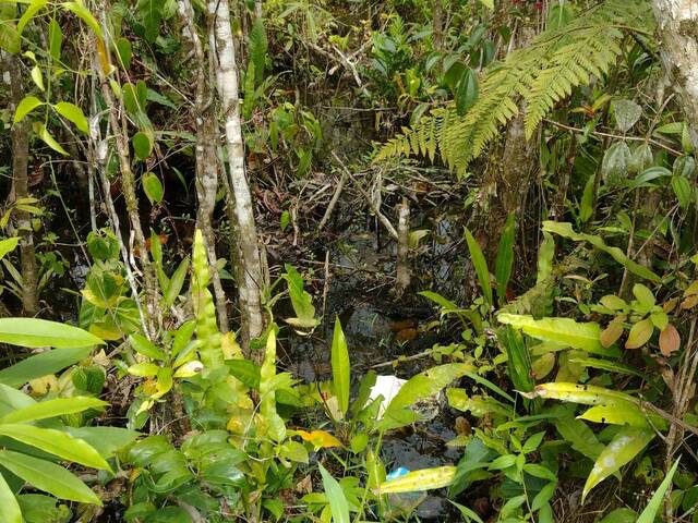 #TE6005 - Área para Venda em Ubatuba - SP - 3