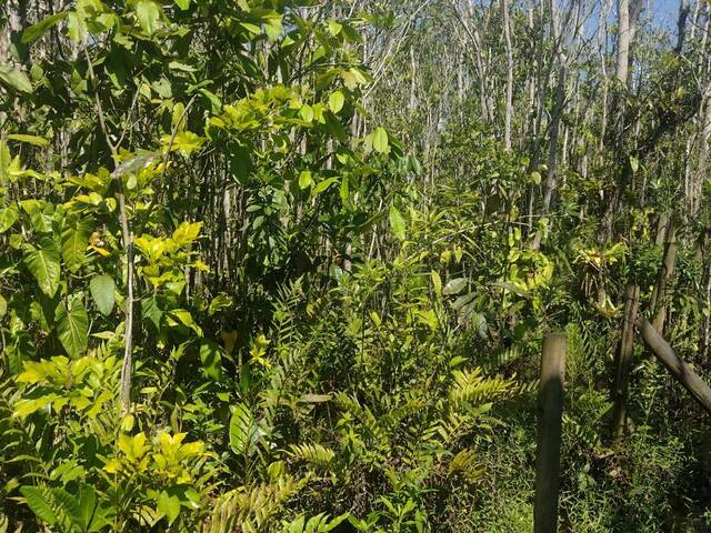 Área para Venda em Ubatuba - 5